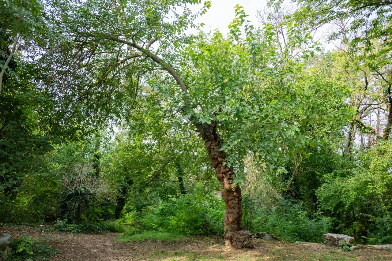 Шелковица — Корни Крыма